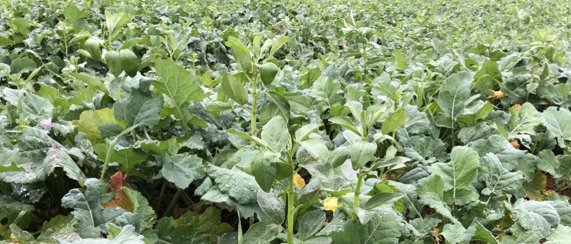 La féverole est une plante compagne du colza intéressante pour son effet biomasse et structure, notamment dans les sols hydromorphes. ©DR