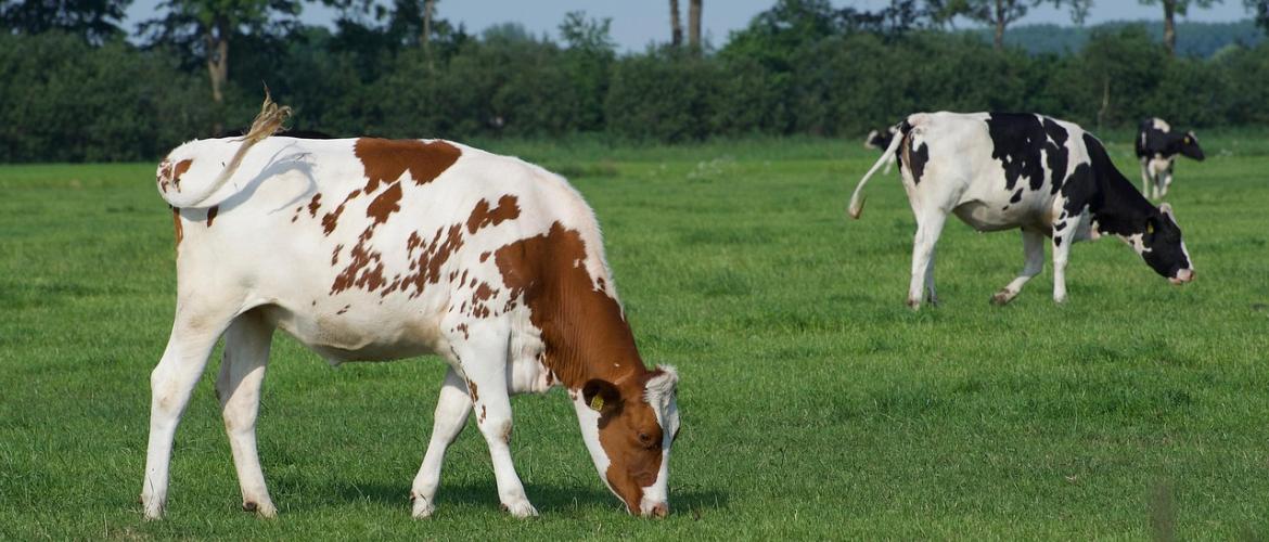 Vaches au pré. © Photo sous licence CC