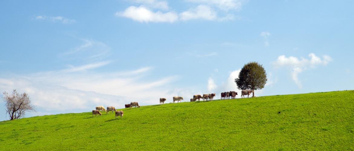 Vaches dans la prairie PAC 2024. Photo libre de droit