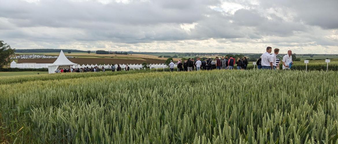Les adhérents des quatre coopératives agricoles lorraines ont pu visiter une partie des 23 essais menés sur la plateforme Damier Vert. Photo : A.Legendre