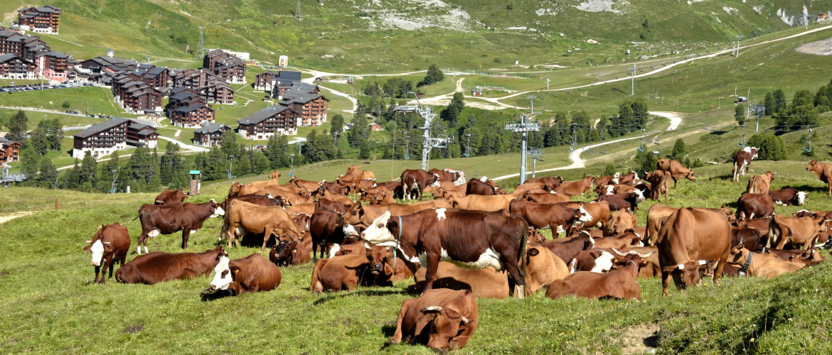 DNC Savoie. © Photo DR iStock DNC Savoie. © Photo DR iStock