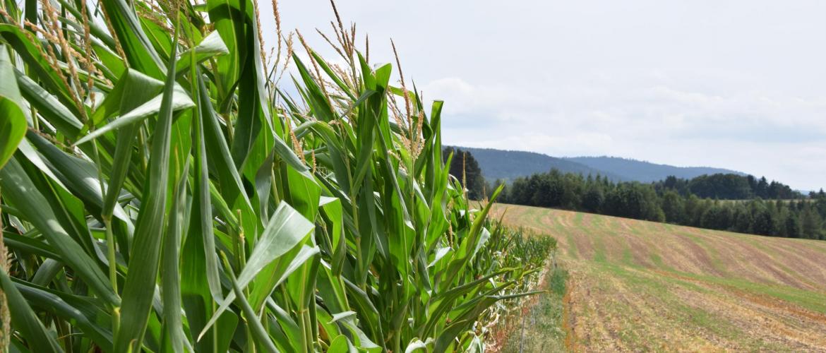 Les conditions ont été favorables à la pousse des maïs. Photo : Matthieu Palmieri