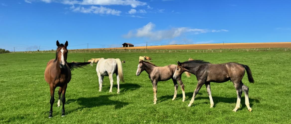 À Chef-Haut, quatre chevaux de Selle français pâturent auprès  de chevaux Ardennais, de moutons Texel et de vaches Aubrac. (Crédit photo : Benjamin Lacroix)