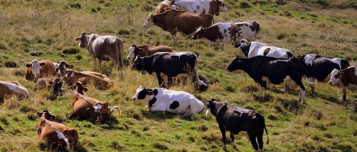 Vaches au pré en montagne. © Photo sous licence CC