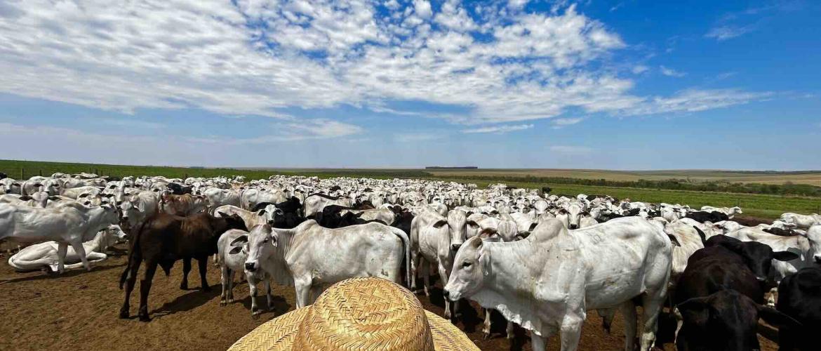 Bovins Amérique du Sud. © Photo DR iStock