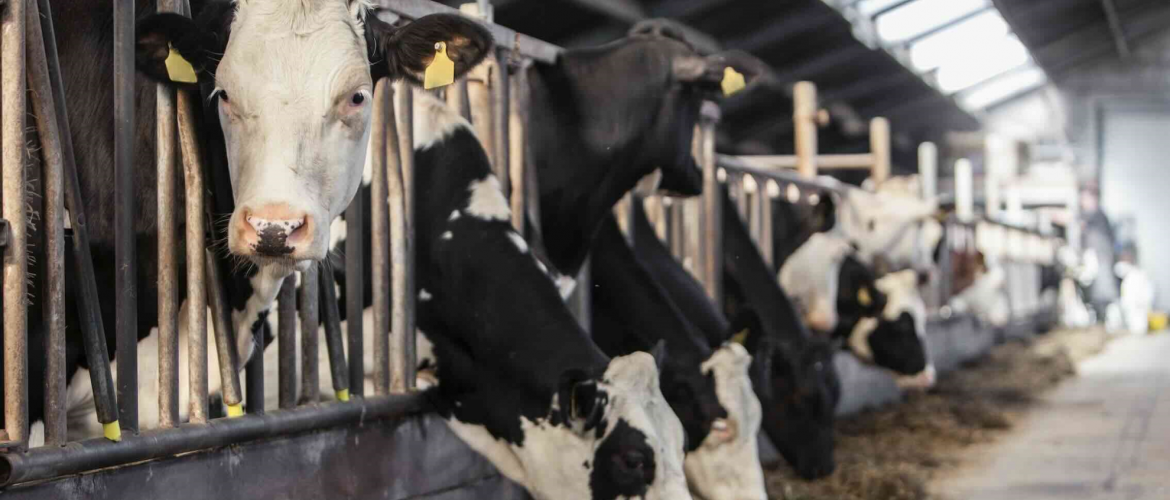 Vaches laitières. © Photo DR iStock