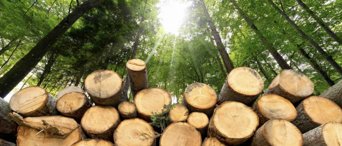 Illustration bois en foret ©Photo DR