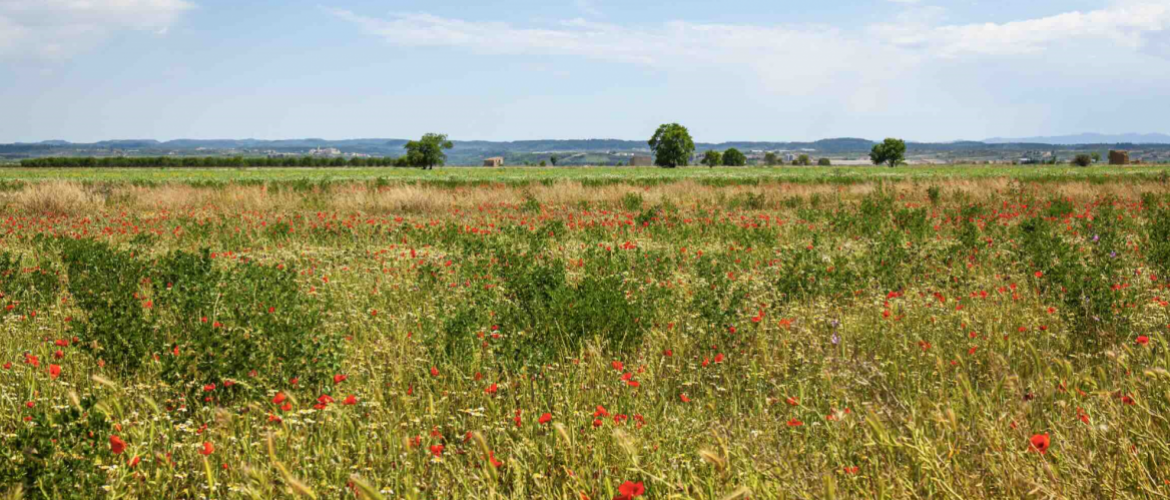 Friches agricoles ©Photo DR