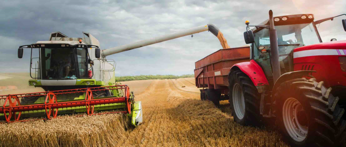 En UE comme en France, le blé sera préféré au maïs, trop cher à l’achat, pour formuler des aliments. Photo DR.