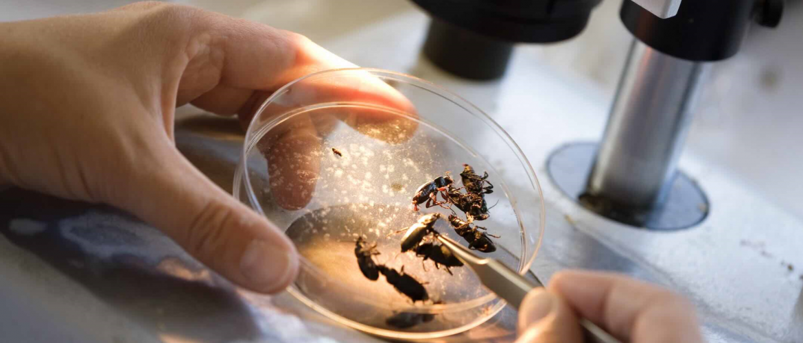 Recherche sur les insectes. © Photo DR iStock Recherche sur les insectes. © Photo DR iStock