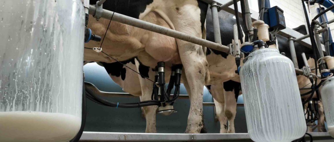 L’annonce de Lactalis, en septembre dernier, de réduire sa collecte de 450 millions de litres a créé une déflagration au sein de la profession. © Photo DR iStock L’annonce de Lactalis, en septembre dernier, de réduire sa collecte de 450 millions de litres a créé une déflagration au sein de la profession. © Photo DR iStock