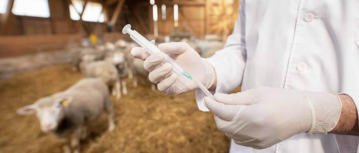 Vaccination. @ Photo iStock