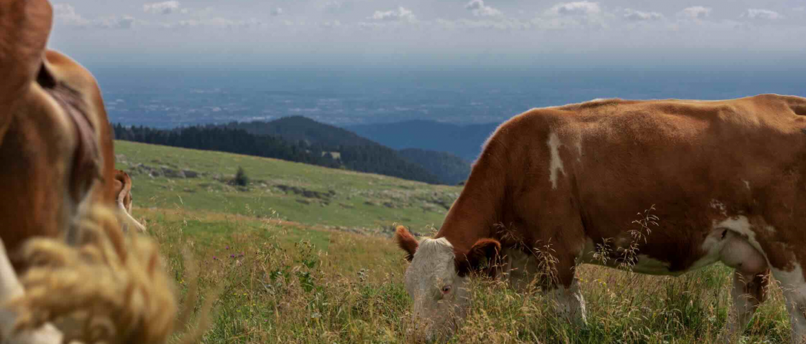 Vache montbéliarde. © Photo DR iStock