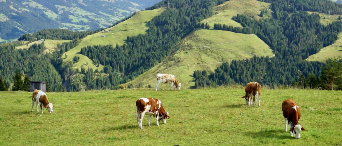Vaches en montagne. © Photo DR iStock
