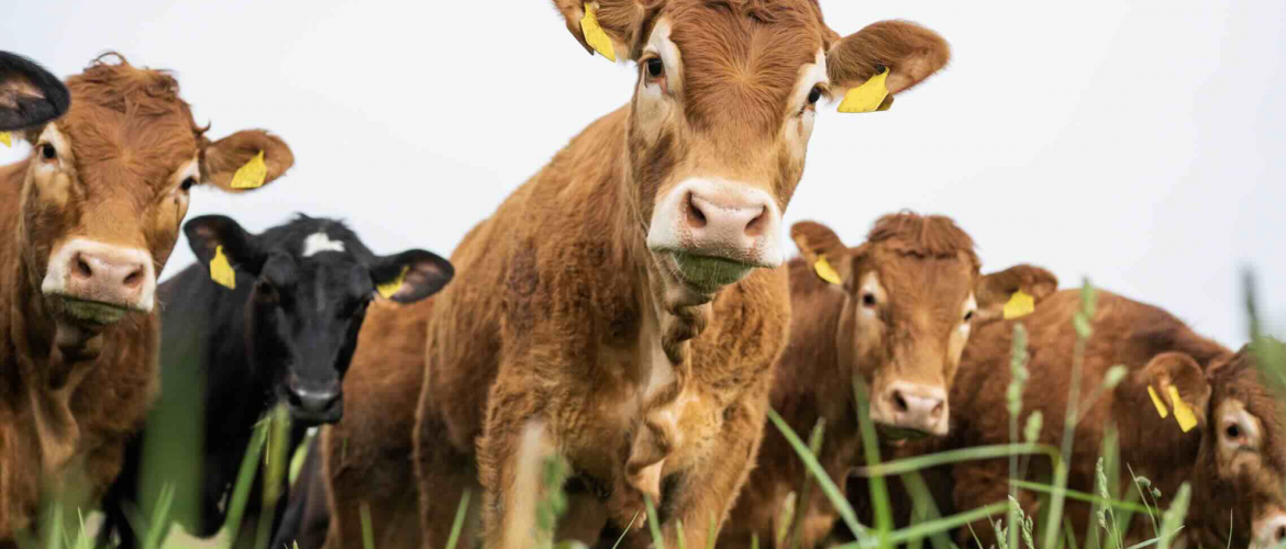 Veaux de boucherie. © Photo DR iStock Veaux de boucherie. © Photo DR iStock