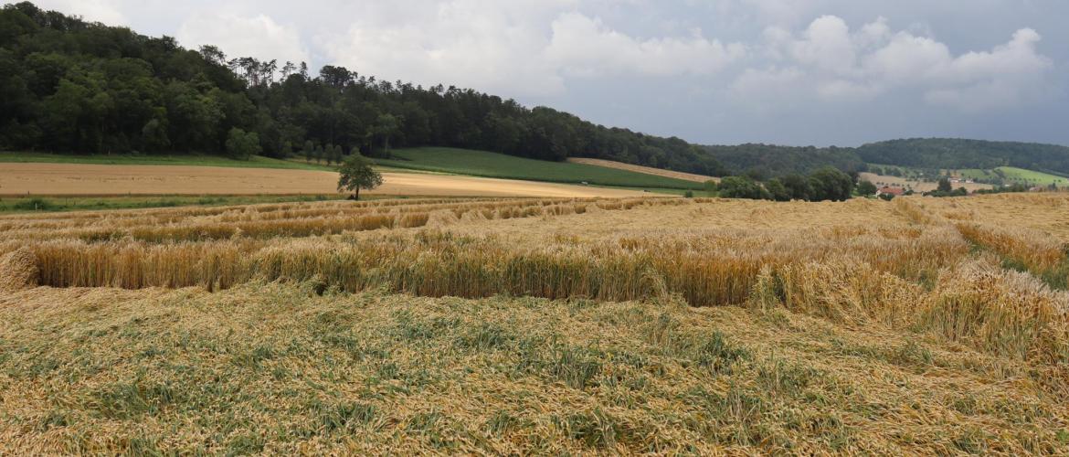 La pluie a couché les cultures sur de nombreuses parcelles. Photo : M.Palmieri