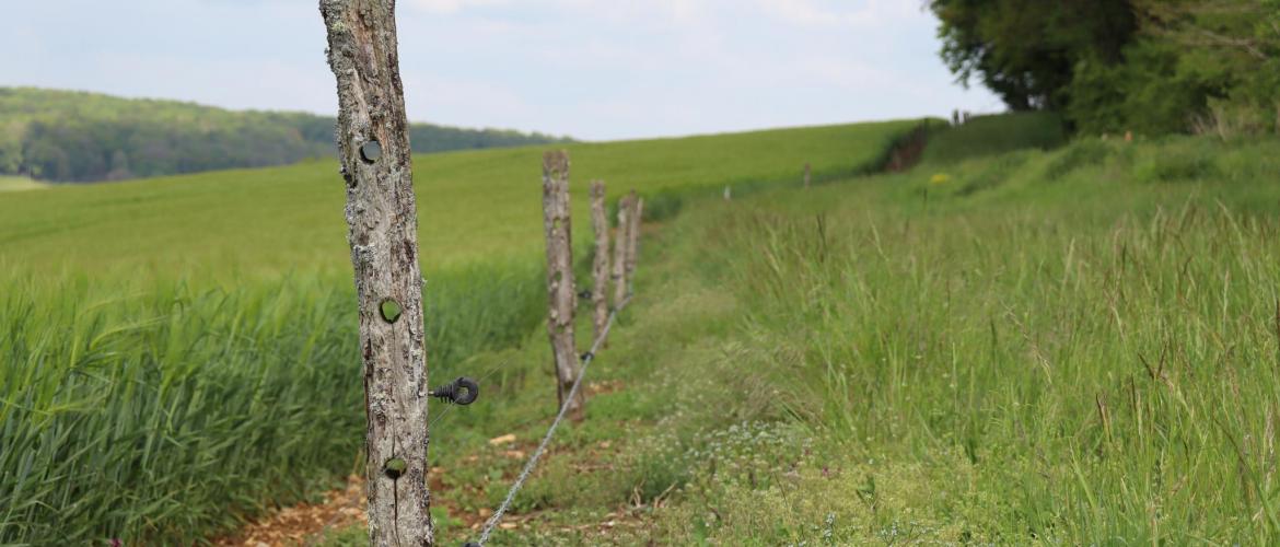 Les clôtures mises en place par les exploitants et les chasseurs protègent aujourd’hui 60ha de cultures des dégâts des sangliers, photo Marion Falibois.