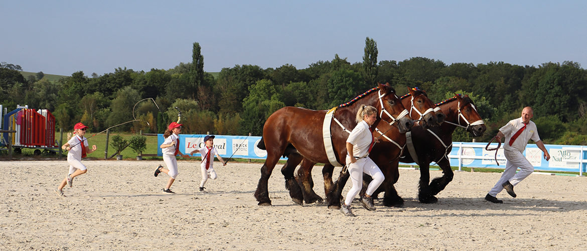 Avec plusieurs tonnes de muscles en bout de longe, les éleveurs ont démontré la force et la docilité de leurs chevaux. © Photo Marion Falibois