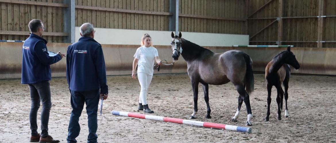 Les juges de l’IFCE observent d’abord le poney au modèle puis en mouvement, photo Marion Falibois.