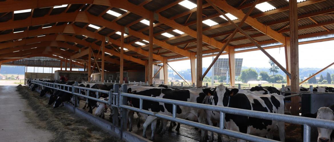 Le bâtiment qui accueille les vaches laitières du GAEC du Ruisseau d’argent associe bois et filets brise-vent pour limiter le rayonnement des matériaux et maîtriser la circulation de l’air, photo Marion Falibois.