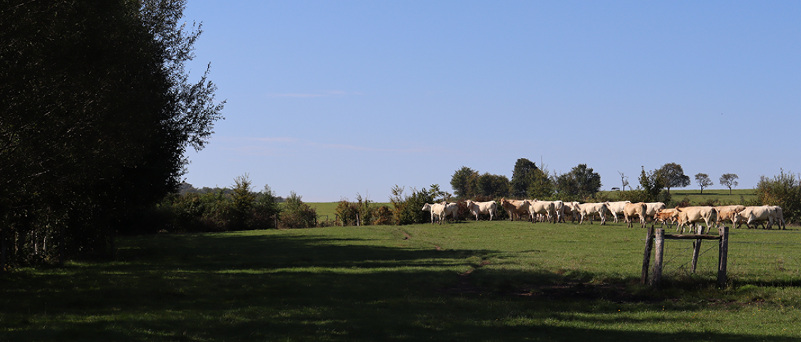 Parmi les bénéfices des haies, la délimitation des parcelles et l’ombrage sont ceux qui ont convaincu les associées du GAEC des Orchidées. © Photo Marion Falibois