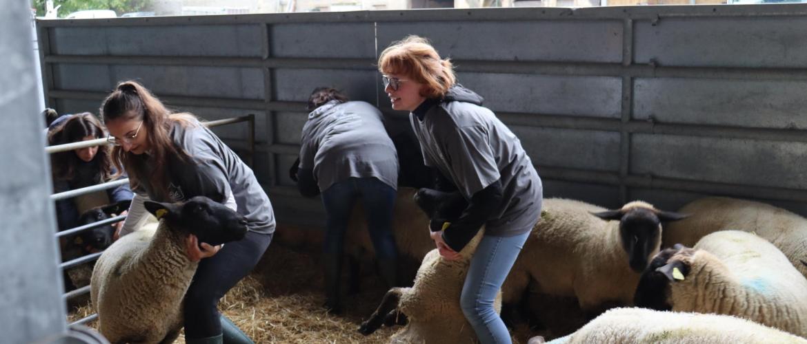 Les élèves de Chaumont immobilisaient tour à tour les moutons ©Marion FALIBOIS.