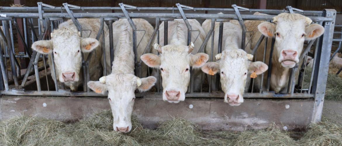 L’exploitation en système naisseur-engraisseur avec production de jeunes bovins compte une centaine de vaches charolaises ©Marion Falibois