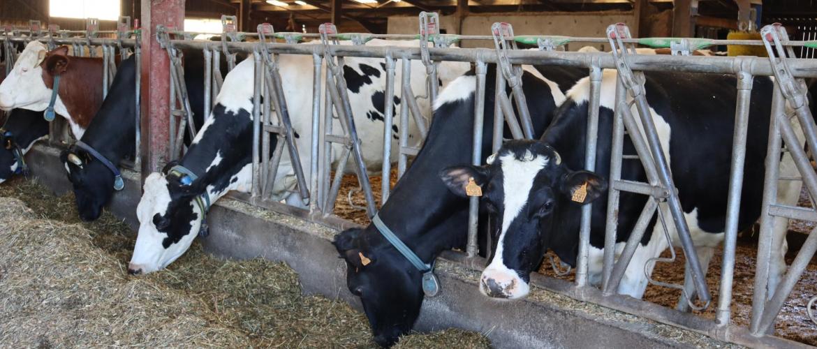 Le troupeau laitier compte une cinquantaine de vaches laitières en race mixte Prim’Holstein et Montbéliardes ©Marion Falibois