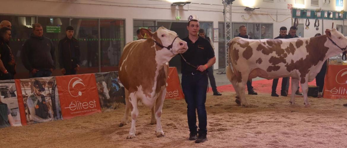 Cette année, la Simmental était sous le feu des projecteurs à l’occasion du concours inter-régional. ©Marion Falibois