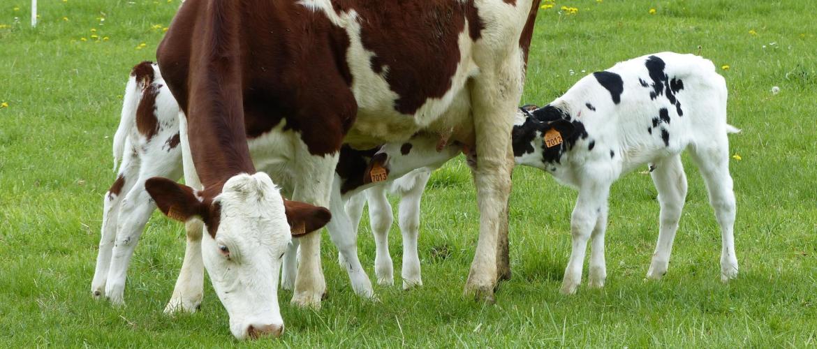 En général, trois veaux sont présentés à une vache nourrice. Photo : Inrae Aster Mirecourt En général, trois veaux sont présentés à une vache nourrice. Photo : Inrae Aster Mirecourt