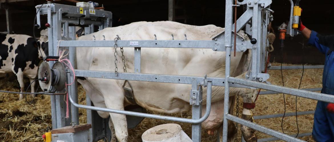 Le parage, préventif ou curatif, demeure un point crucial dans la gestion de la santé des pieds des vaches laitières. Photo : H.Flamant