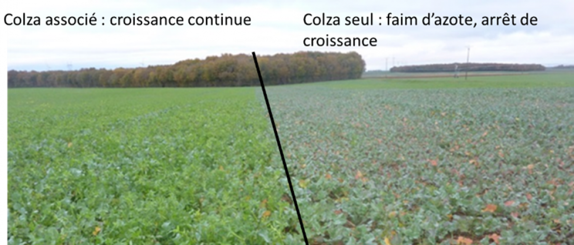 Exemple de situation où l’association a permis d’éviter la faim en azote. Photo : Terres Inovia Exemple de situation où l’association a permis d’éviter la faim en azote. Photo : Terres Inovia