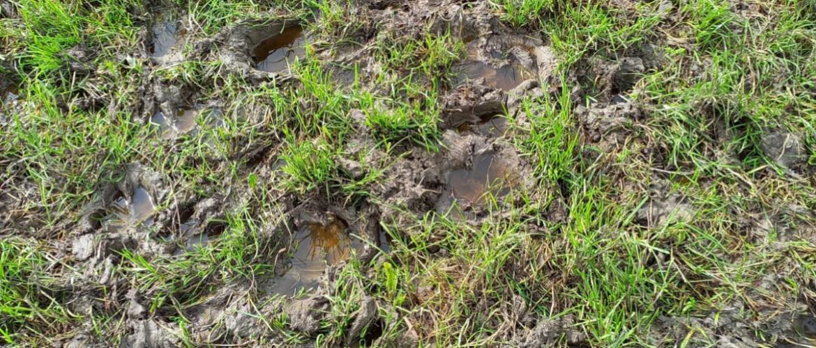 Sur des parcelles gorgées d’eau et peu portantes, le pâturage a pu  entrainer des phénomènes de piétinement important. Photo : A.Boulanger / CDA 54