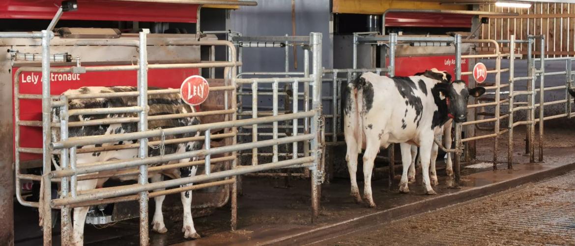 Depuis la mise en route du robot de traite Lely Astronaut A5 en juin dernier au GAEC X-MILK, la traite des 210 vaches de l’exploitation est facilitée. Depuis la mise en route du robot de traite Lely Astronaut A5 en juin dernier au GAEC X-MILK, la traite des 210 vaches de l’exploitation est facilitée.