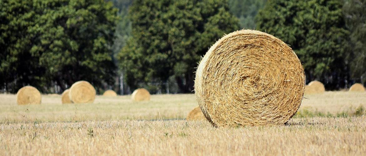 Champs. © Photo sous licence CC