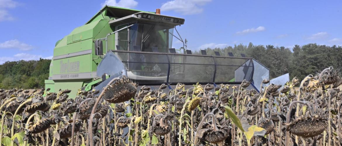 Récolter au stade optimal demande une observation attentive du champ. Photo : Laurent Jung.