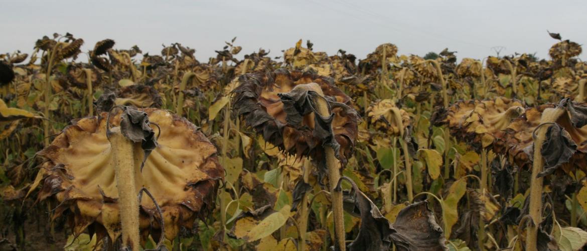 Les semis tardifs de ce printemps, associés aux épisodes pluvieux répétés de ces dernières semaines et aux températures automnales, retardent la maturité et/ou les chantiers de récolte. Photo : L.Jung/Terres Inovia