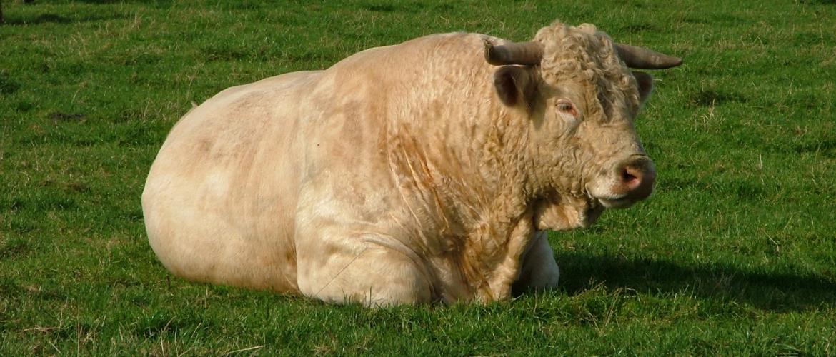 La région Grand-Est prend en charge à 70% le coût du testage des mâles reproducteurs. Photo DR