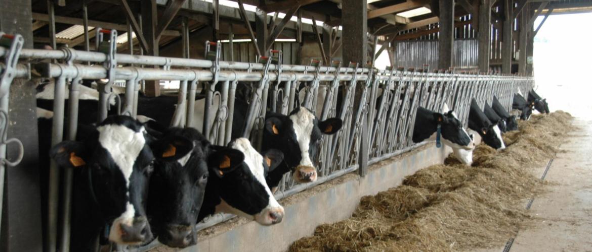 Il est recommandé de faire des analyses de recherche de mycotoxines, au moins sur les trois prépondérantes en maïs (Don, Niv, Zéa) dès l’ouverture des silos. Photo : H.Flamant