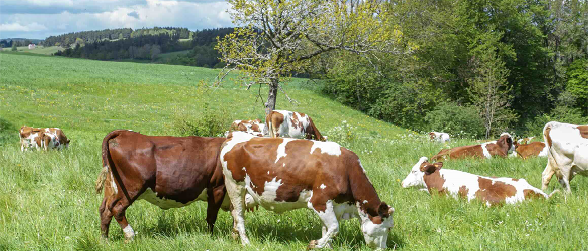 Vaches dans la prairie. © Photo DR