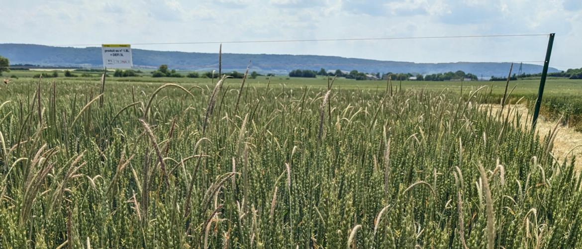 Le seuil de nuisibilité directe du vulpin est bas : 25 vulpins/m² sont suffisants pour faire chuter le rendement de 5 %. Photo : A.Legendre