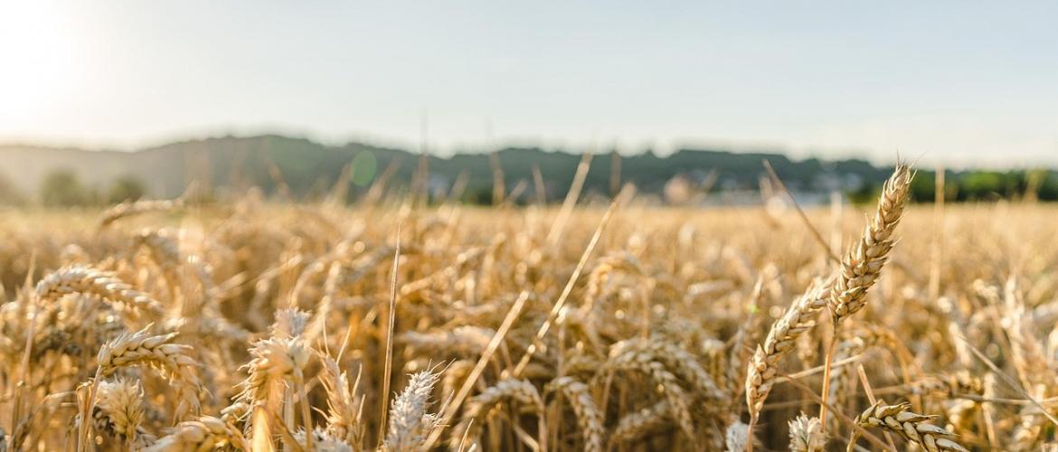 Champ de blé. © Photo DR iStock