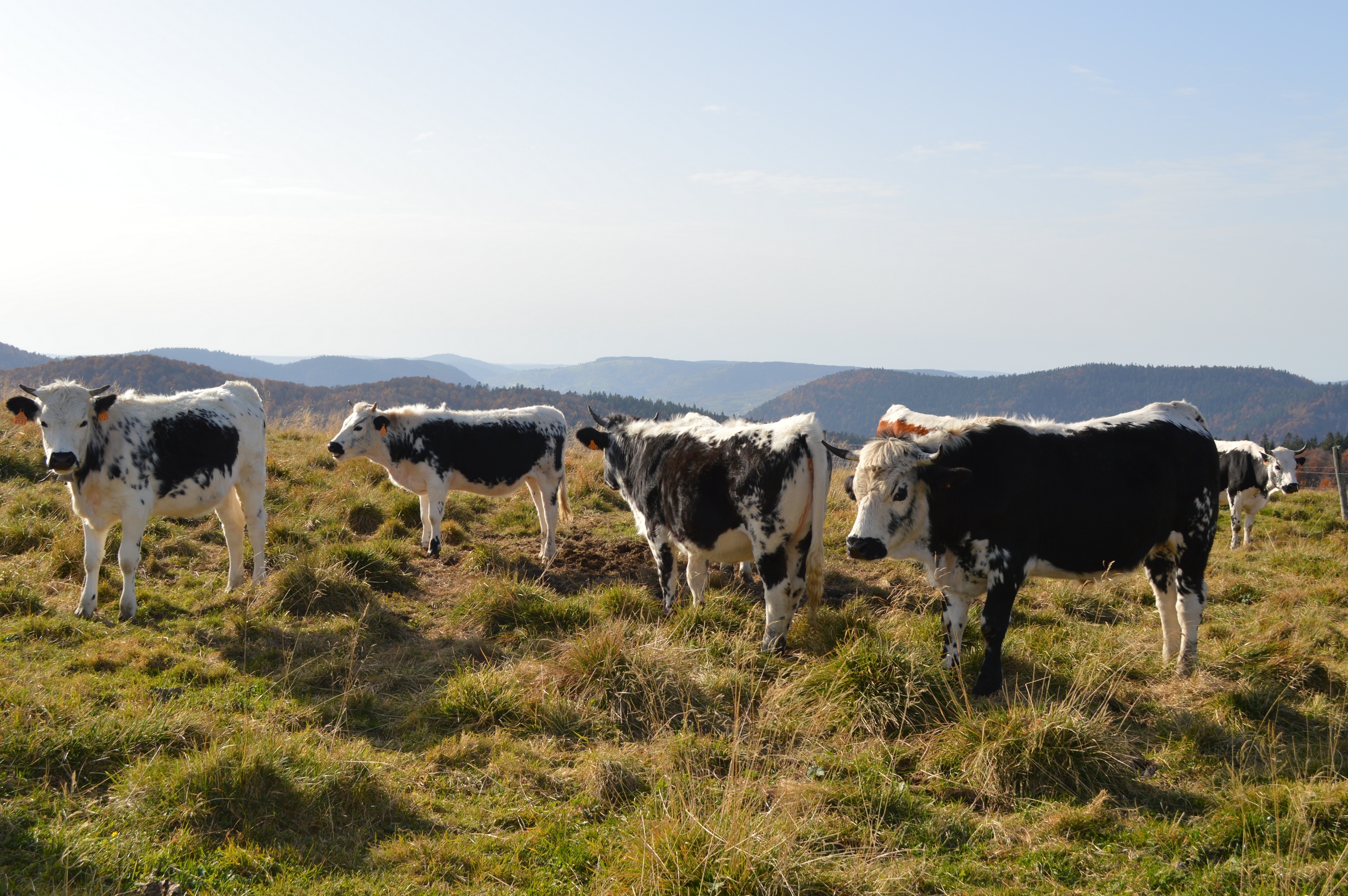 La vache Vosgienne est réputée pour sa rusticité et son adaptabilité à son environnement photo Matthieu Palmieri